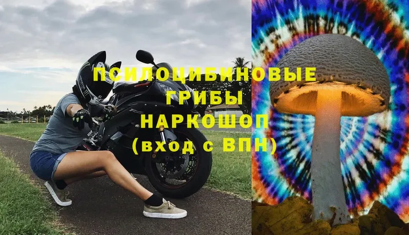 купить наркоту  Когалым  Псилоцибиновые грибы Psilocybe 